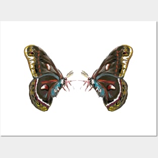 Butterflies Posters and Art